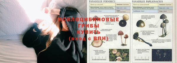 PSILOCYBIN Дмитров